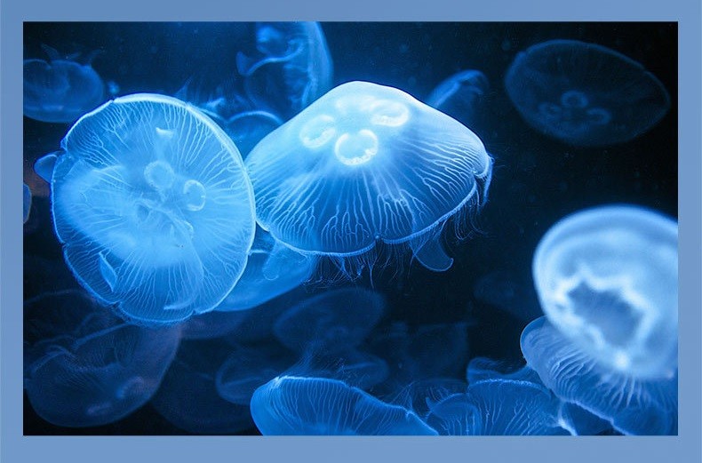 Патчи с экстрактом медузы и коллагеном LIFTHENG, 60 шт. (30 пар)
